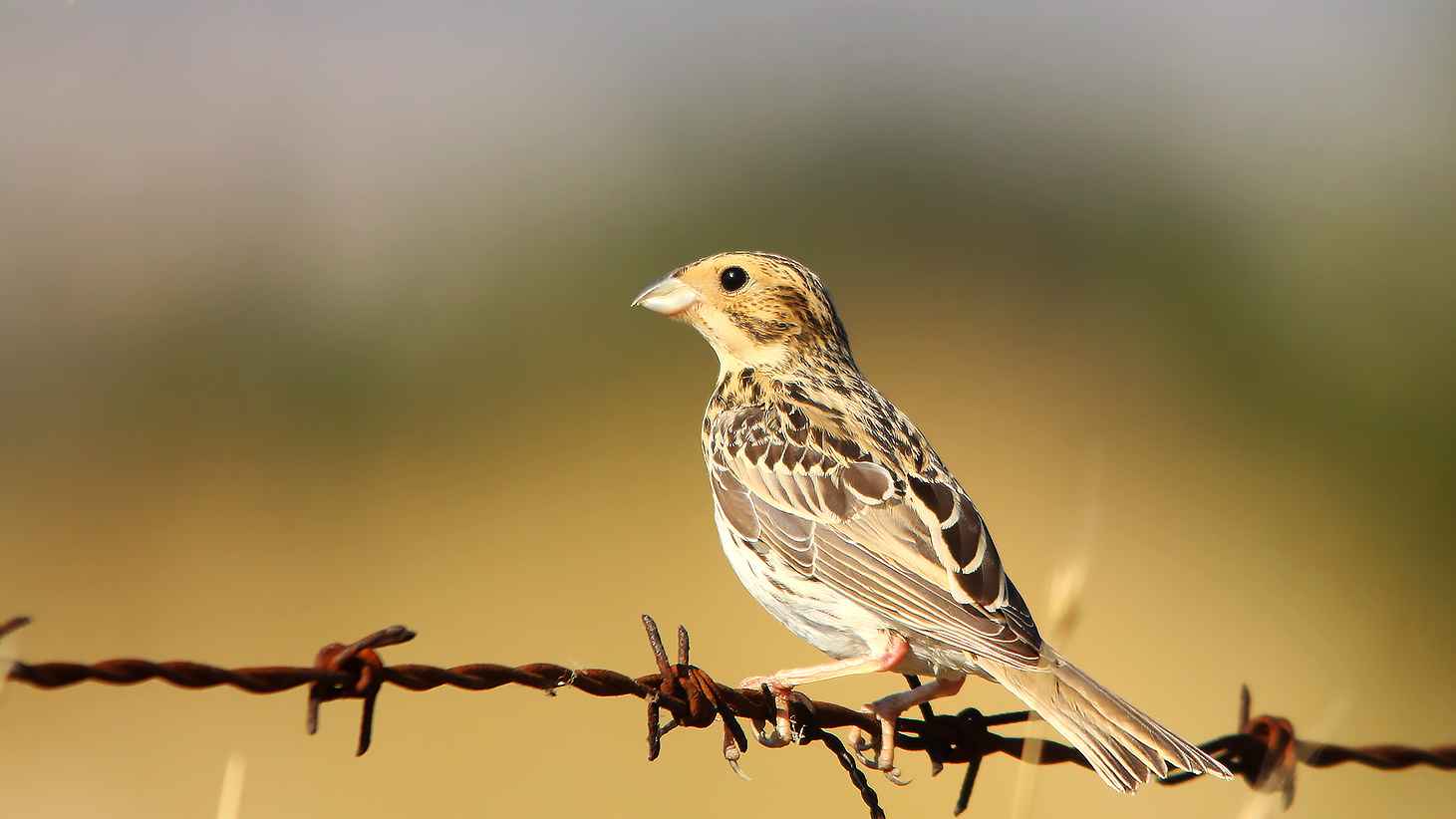 Corn Bunting
